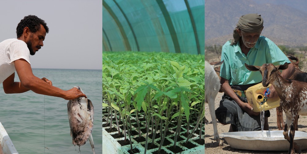 Yemen: FAO , KSRelief Hand Over Rehabilitated Fish Landing Sites