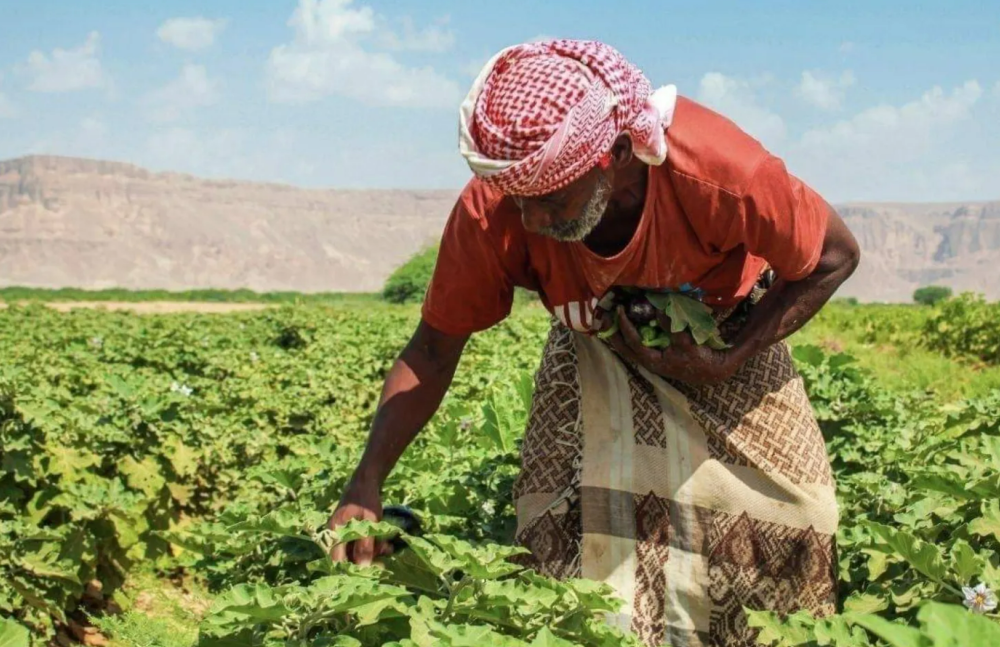 Over 12 Million People in Houthi-Controlled Areas of Yemen Face High Levels of Food Insecurity