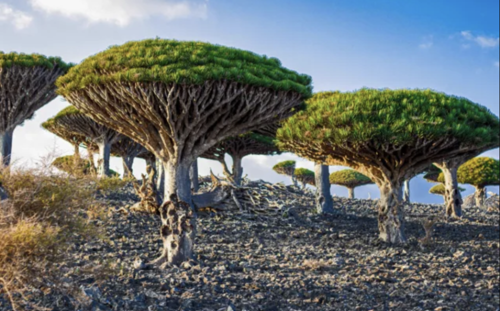 UAE , WHO Complete Major Health Assessment Phase in Yemen’s Socotra Island