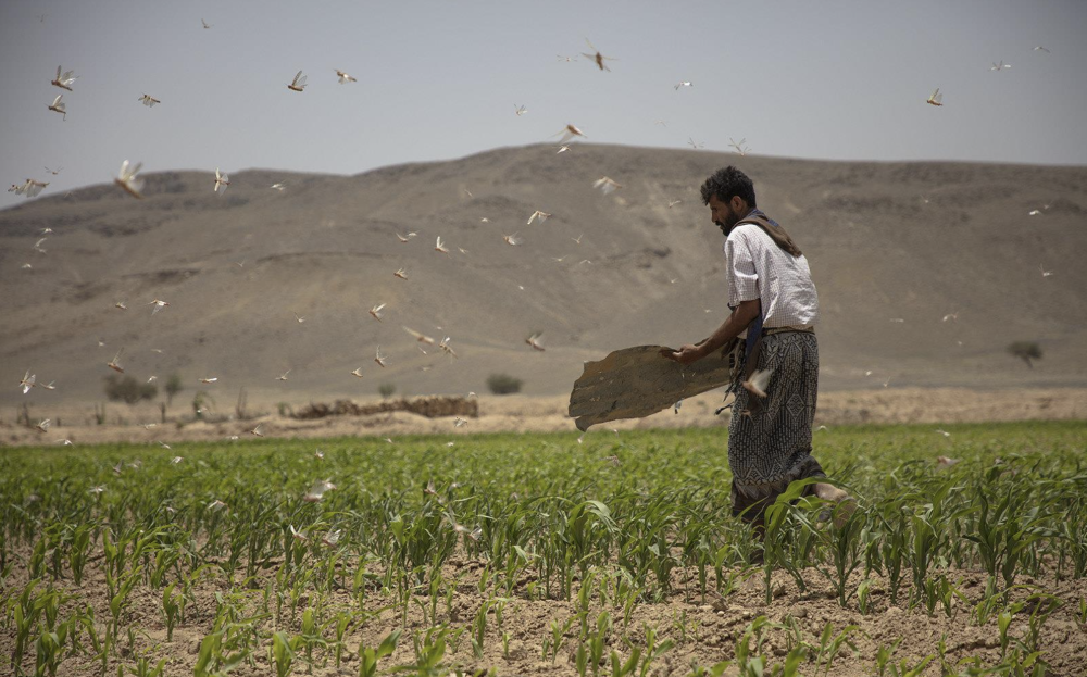 Nearly 600,000 Farming and Herding Families in Yemen Face Livelihood Crisis, UN Warns