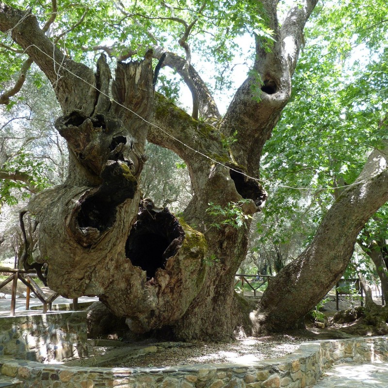 The Fall of Yemen's 2,000-Year-Old Gharib Tree: A Loss of Natural Heritage