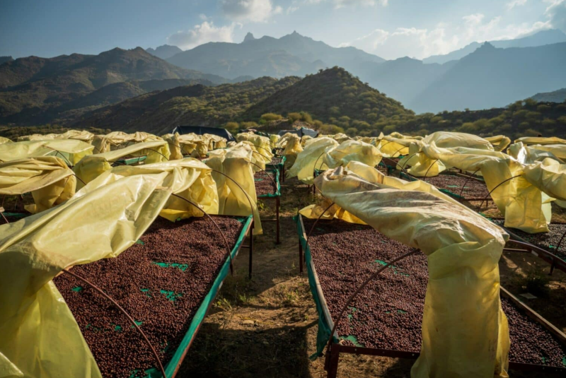 Yemeni coffee nominated for UNESCO heritage status