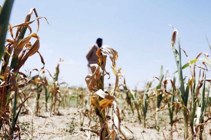 Drought Threatens Agriculture and Deepens Food Crisis in Yemen