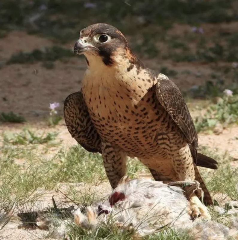 Yemen to Launch First National Falcon Auction in Mukalla